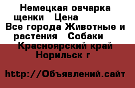 Немецкая овчарка щенки › Цена ­ 20 000 - Все города Животные и растения » Собаки   . Красноярский край,Норильск г.